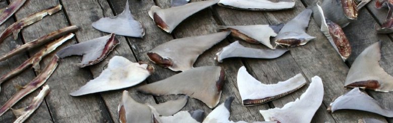 documentseactions20165sharkfinsjpg___980.309_0_0__85.jpg
