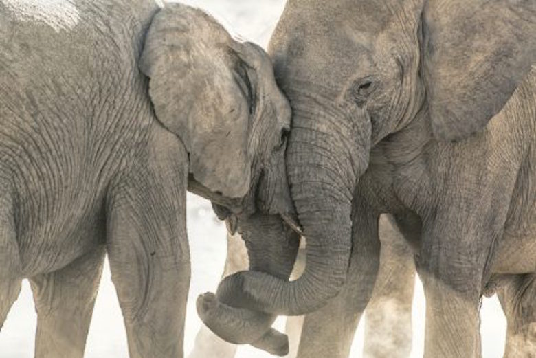 eles-460x307-1.jpg