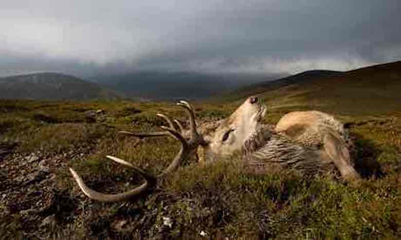 Red-deer-stag-shooting-at-006.jpg
