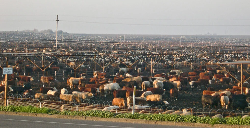 feedlot.jpg