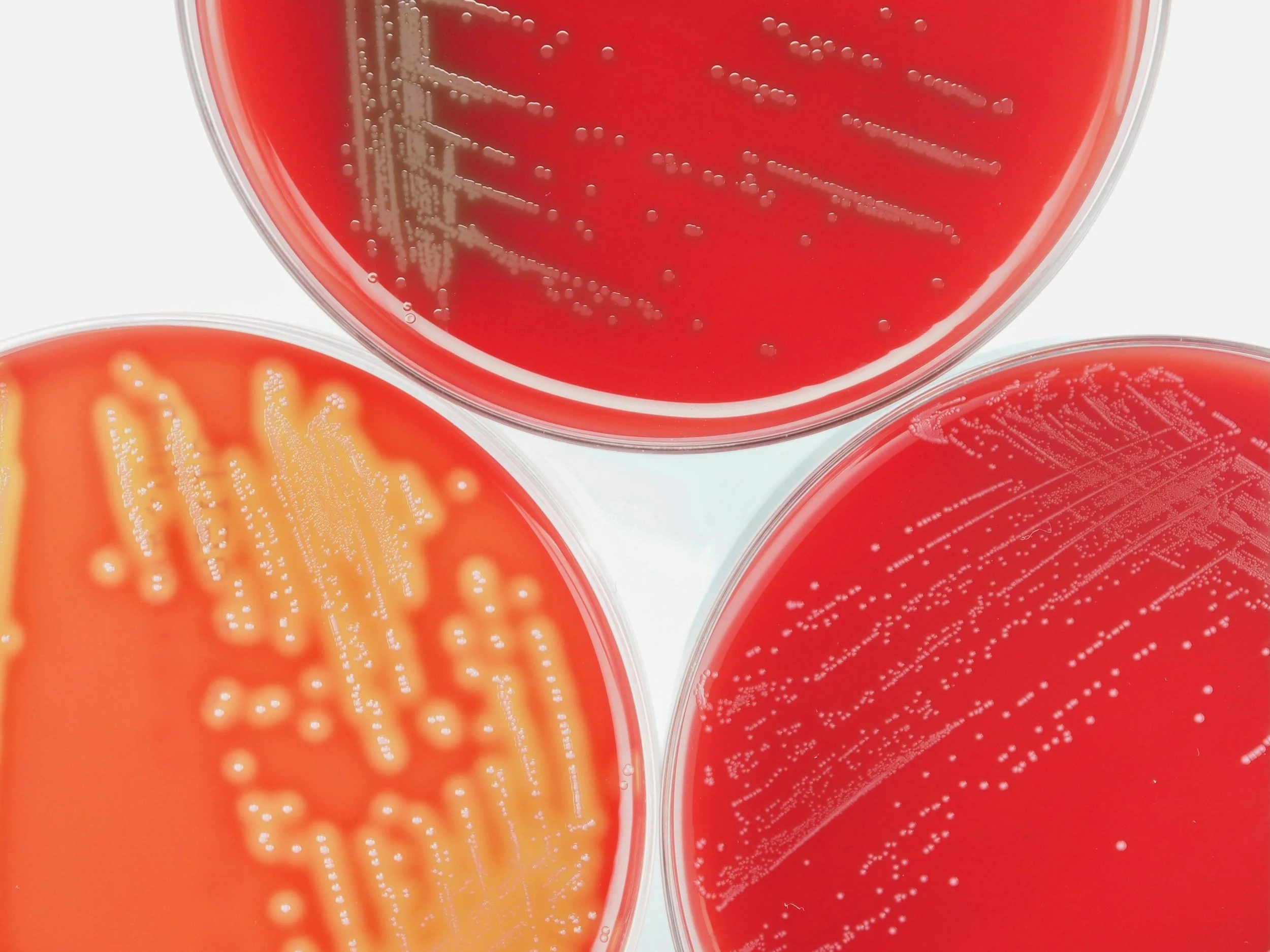 A Guide to Food Microbiology&nbsp; - Wednesday 18th March 2026