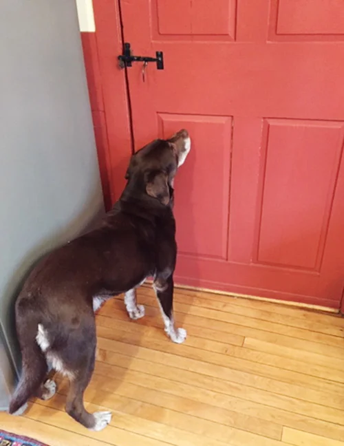 BessieStandingAtDoor.jpg