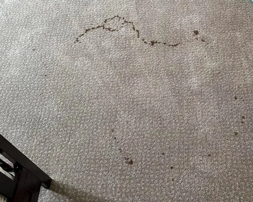 Mystery stain on bedroom carpet before ServiceMaster professional deep carpet cleaning