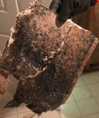 Mold found in a home must be contained or removed for the safety of inhabitants.