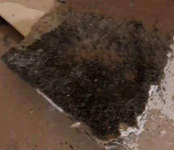 Black mold is one of many varieties of mold found in homes and businesses