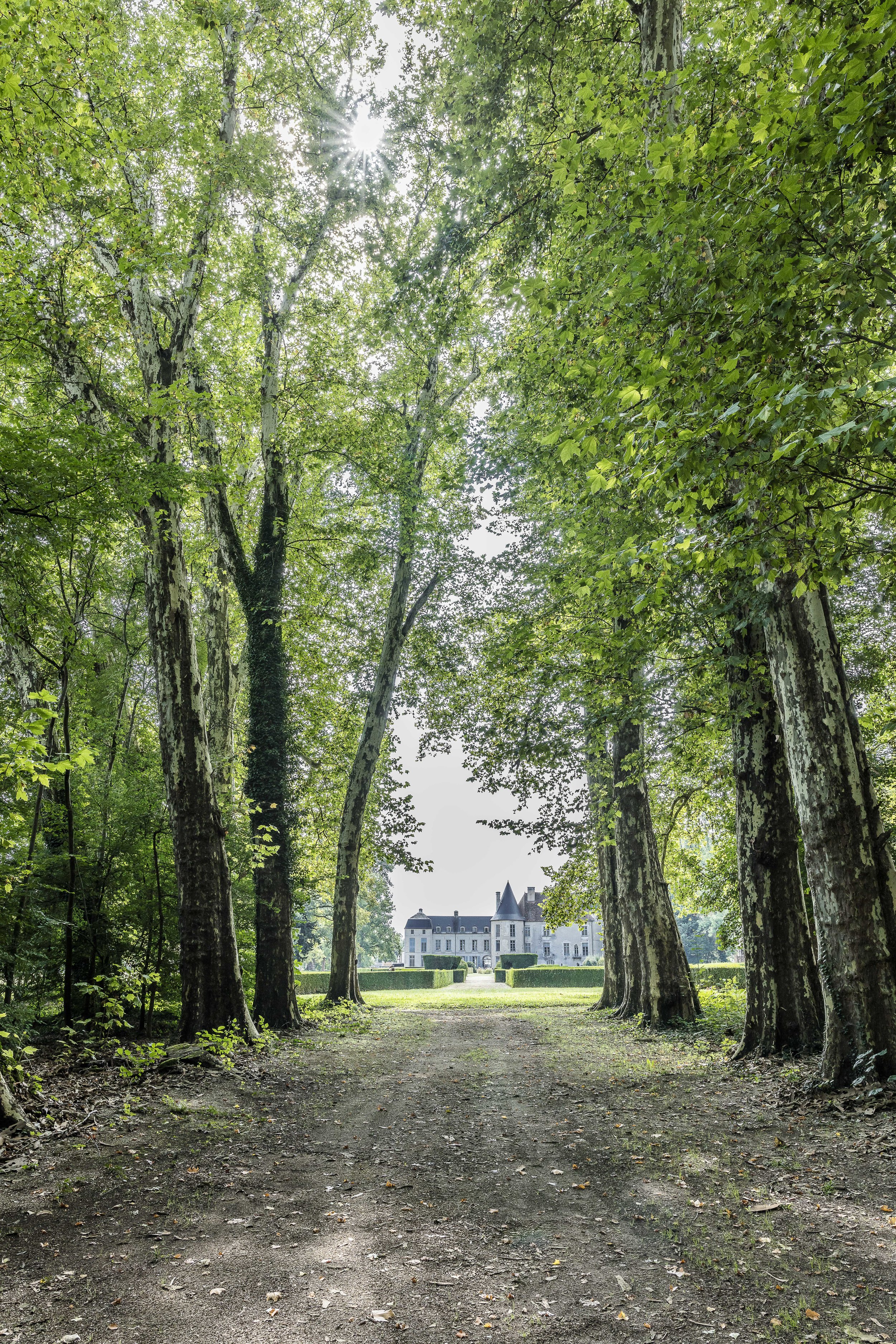 Allée des platanes château de Taisne