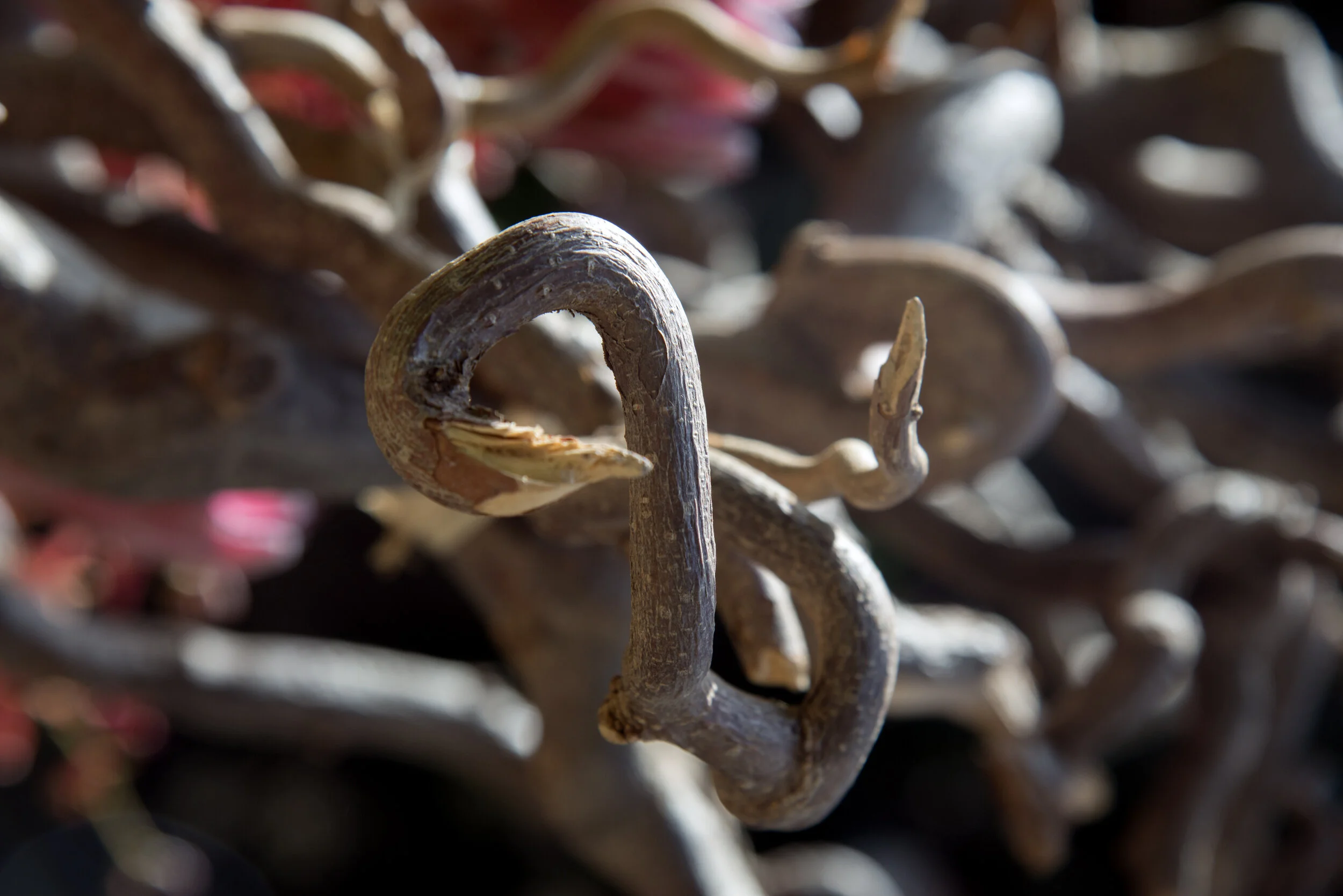 BBing_0085.JPG