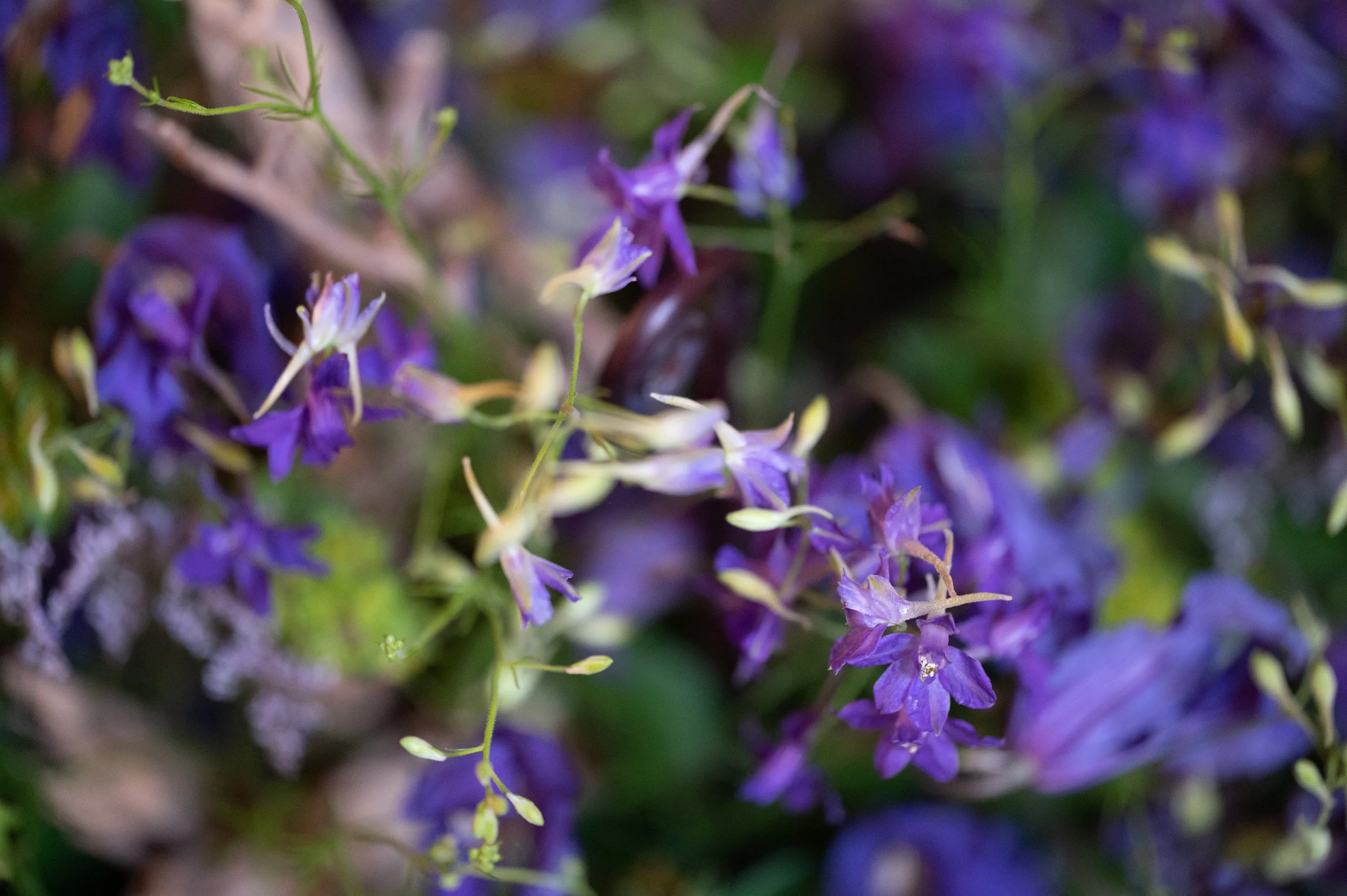 Art in Bloom-treneforbesphotography-47.jpg