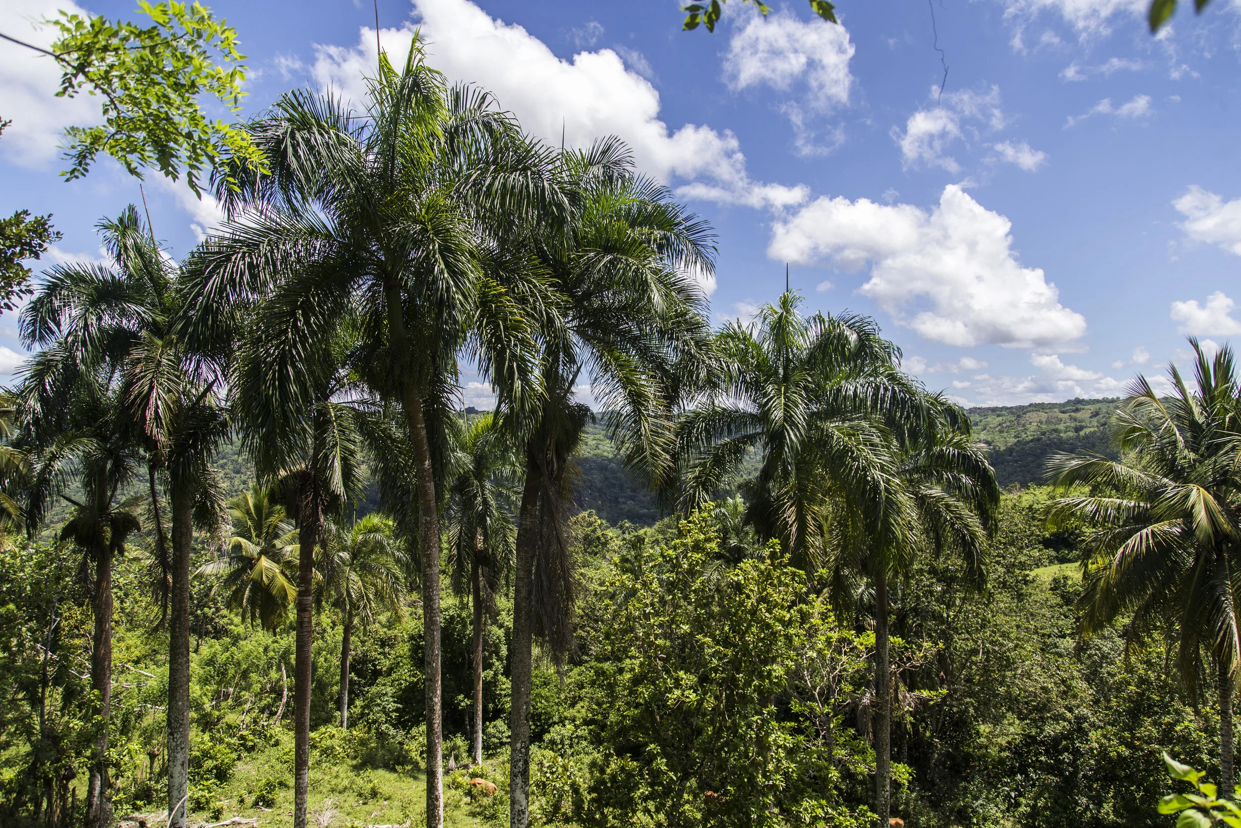 MinasAmbarElValle_DMRP30.JPG