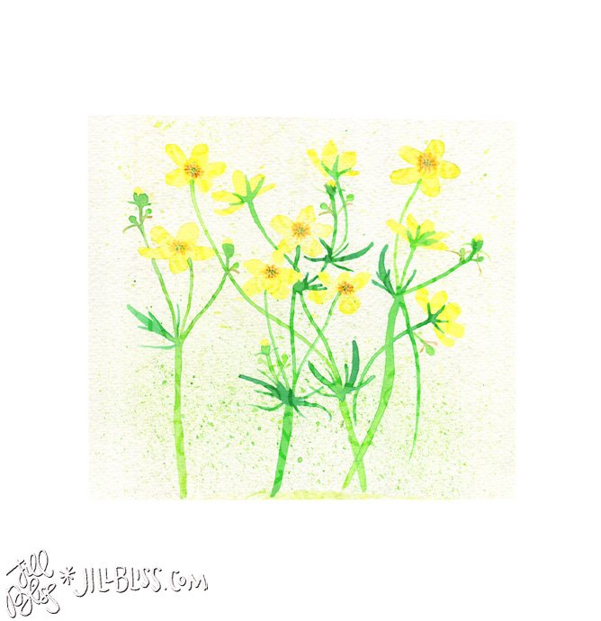 010-buttercup.jpg