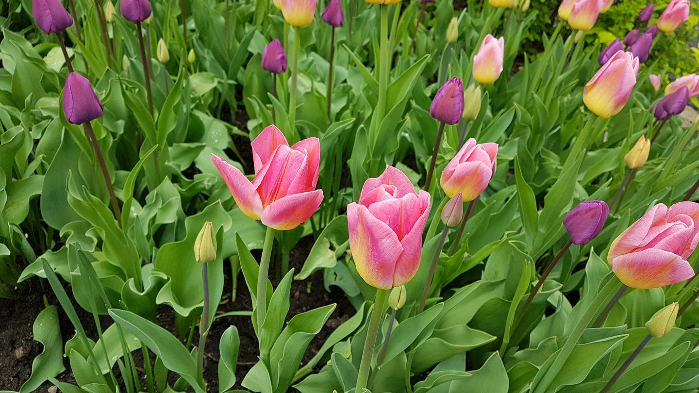 Spring Maintenance Ideas for Your Home