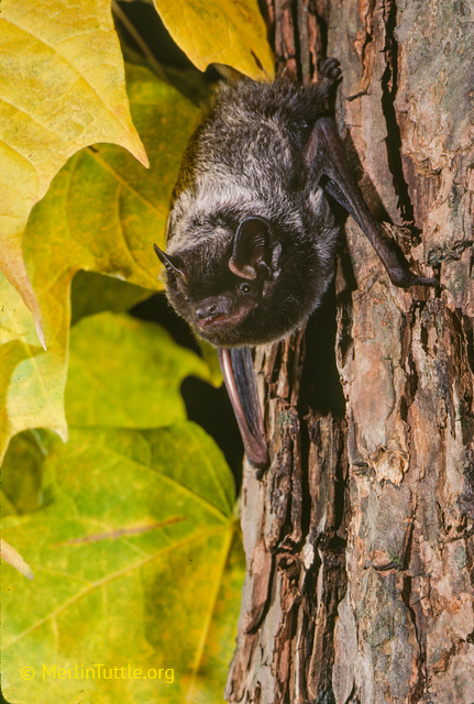Silver — Gold Country Bat Project