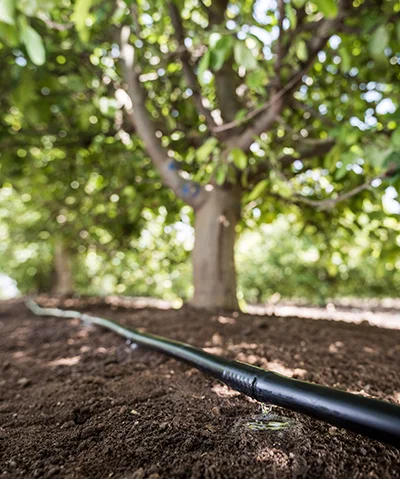 Orchard-inner-2.jpg