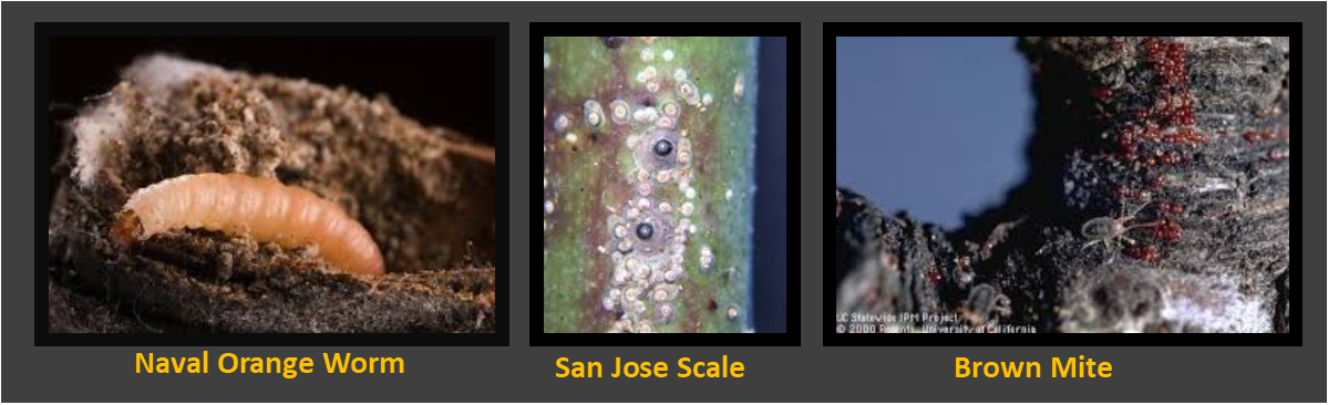 pests.png