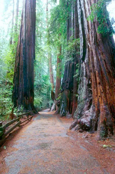 trees.jpg