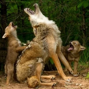 Coyote+with+Pup.jpg