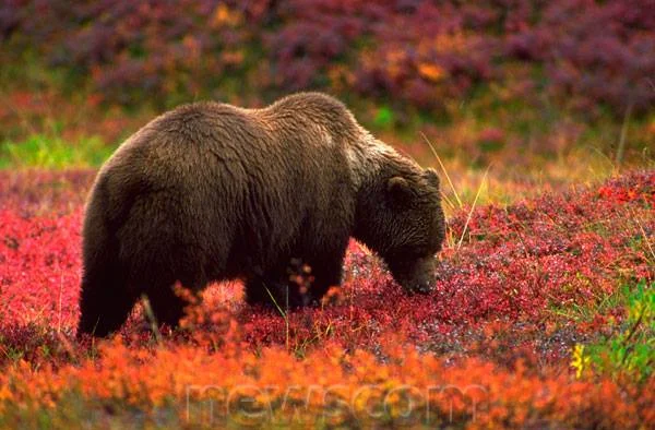 "Bear Medicine" Weekend Retreat in PA