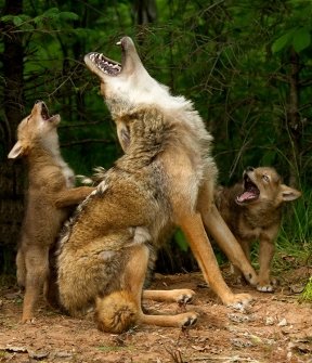 Summer “Coyote Medicine” Healing Retreat -- NC