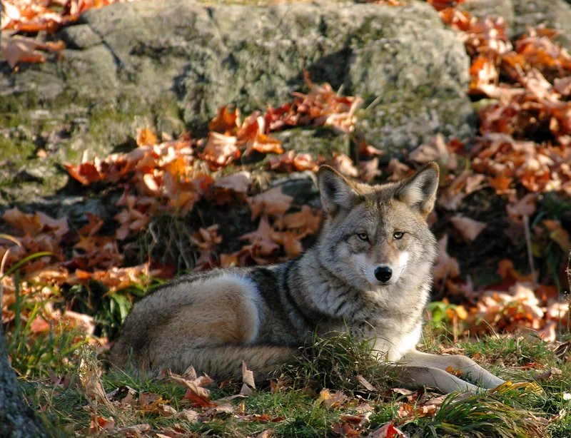 Coyote Medicine "Summer Season” of the Medicine Wheel - ONLINE on ZOOM