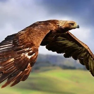 "Eagle Medicine--Spring Quadrant" of the Medicine Wheel -- online via Zoom