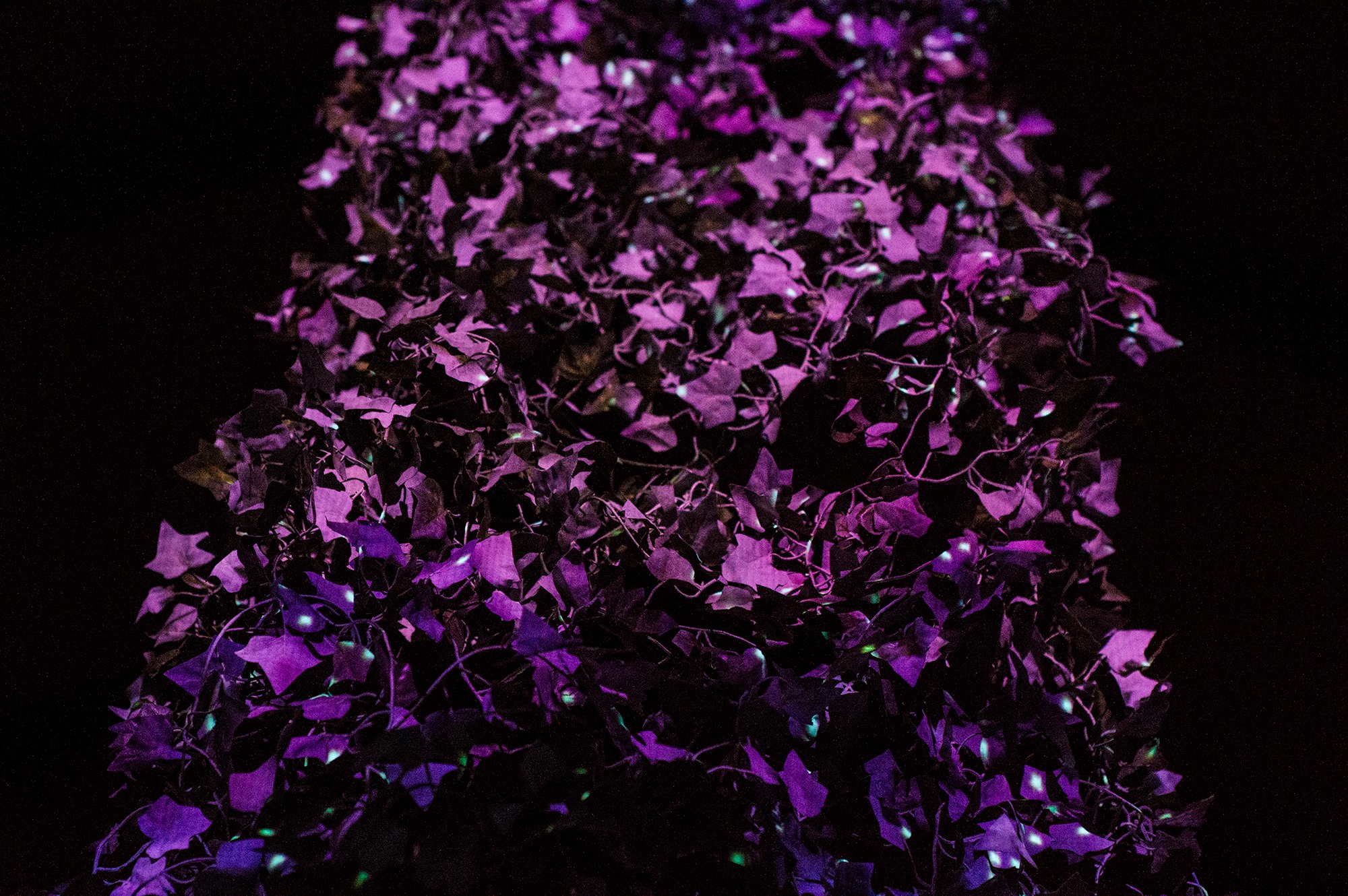 leaves.jpg