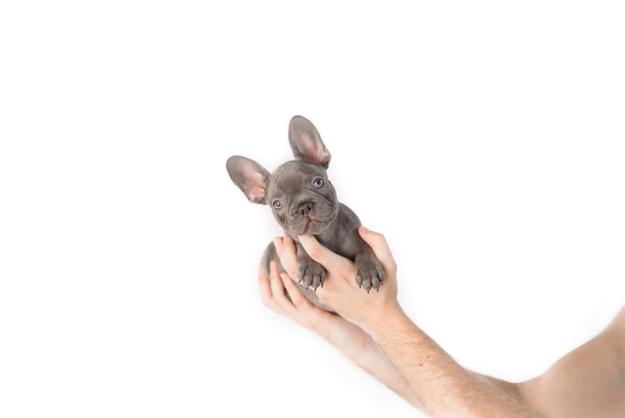 lilac_frenchie_puppy_for_sale_texas.jpg