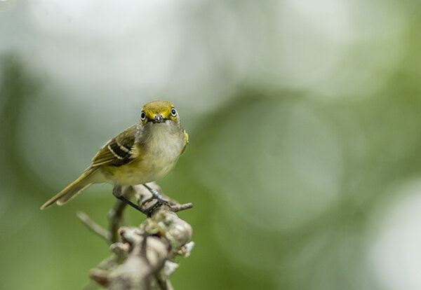 Wide Eyed Vireo 