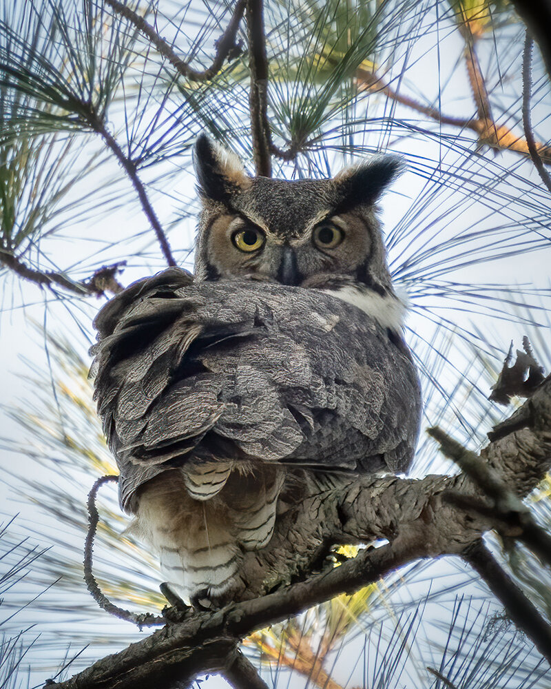 Great Horned Owl