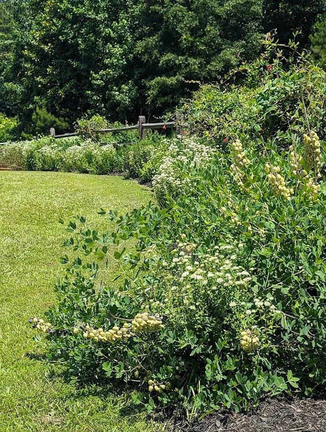 Pollinator Garden and Fence.jpg