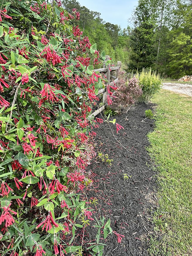 red blooms.jpg