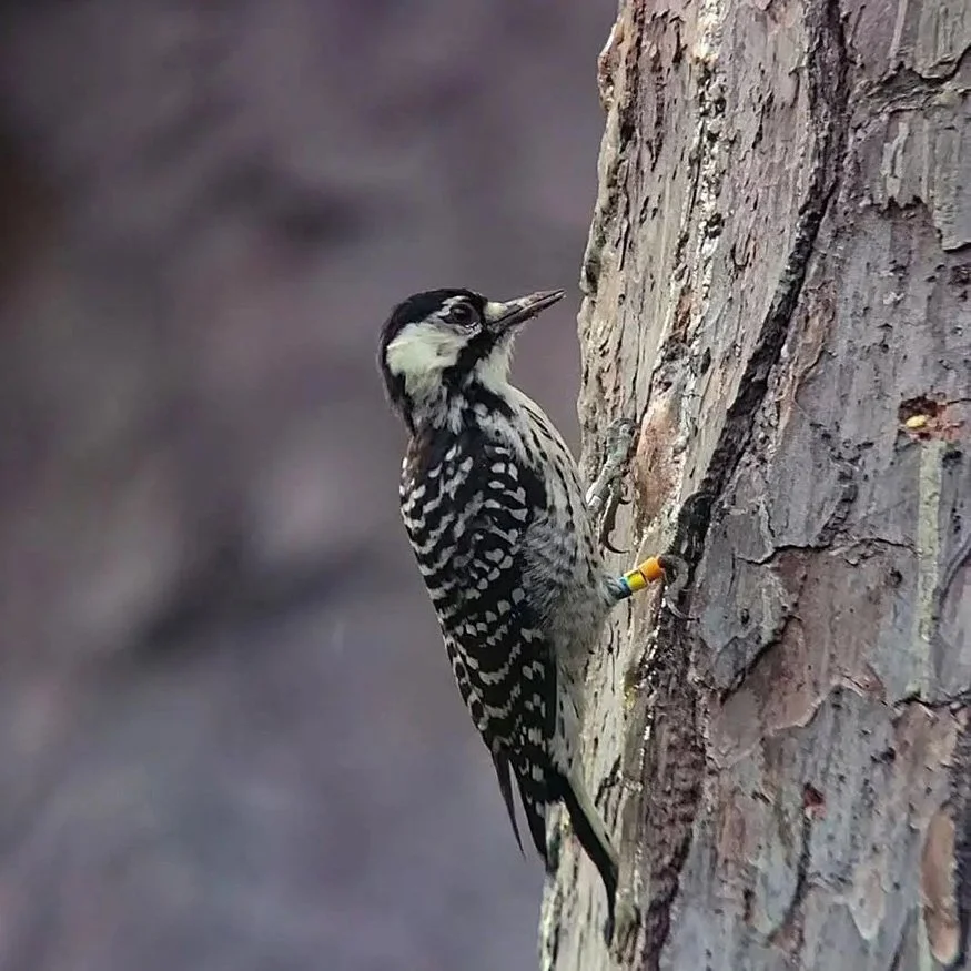 red-cockaded woodpecker