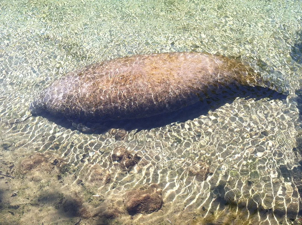 Florida manatee