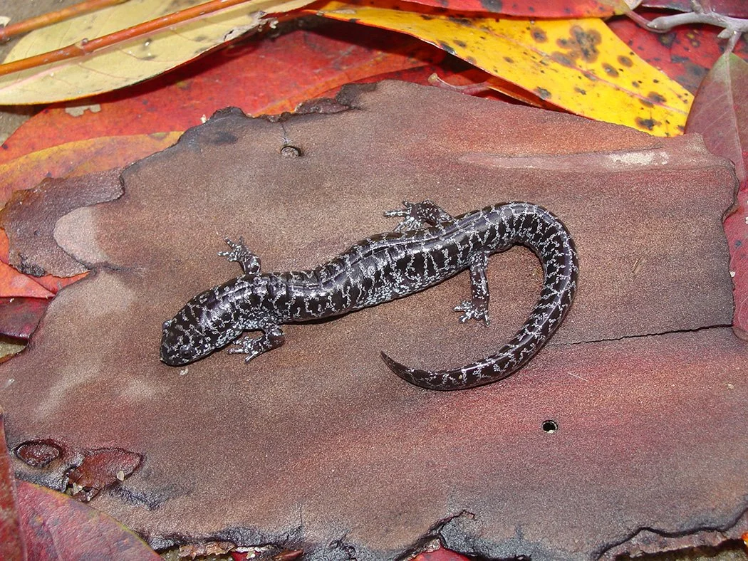 flatwoods salamander
