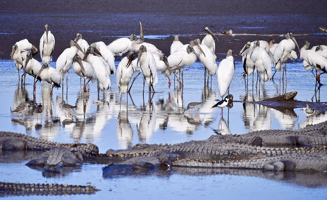 wood storks and American alligators