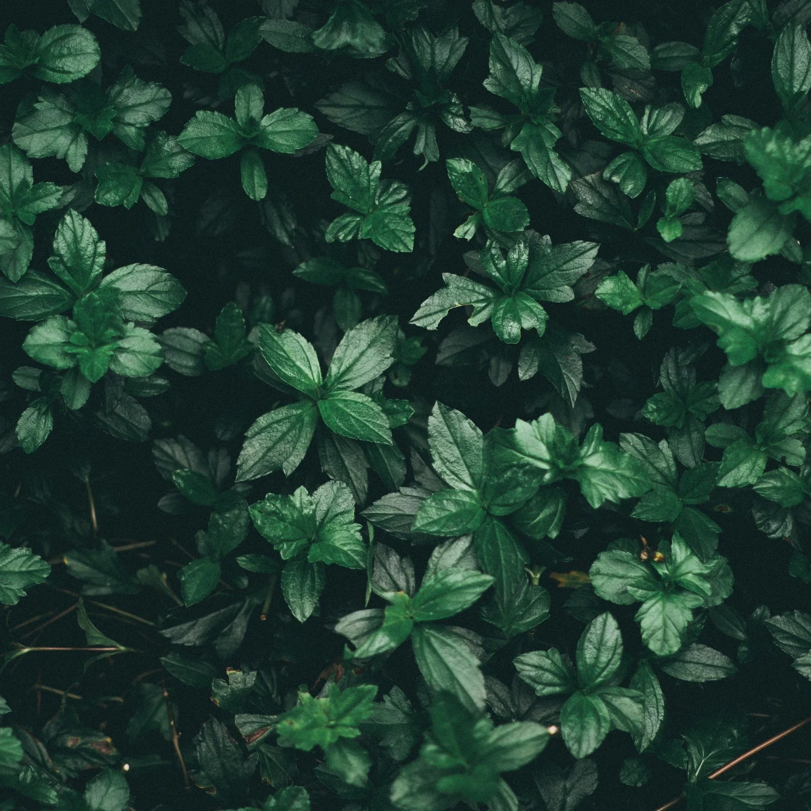 close-up-color-cool-wallpaper-808510.jpg
