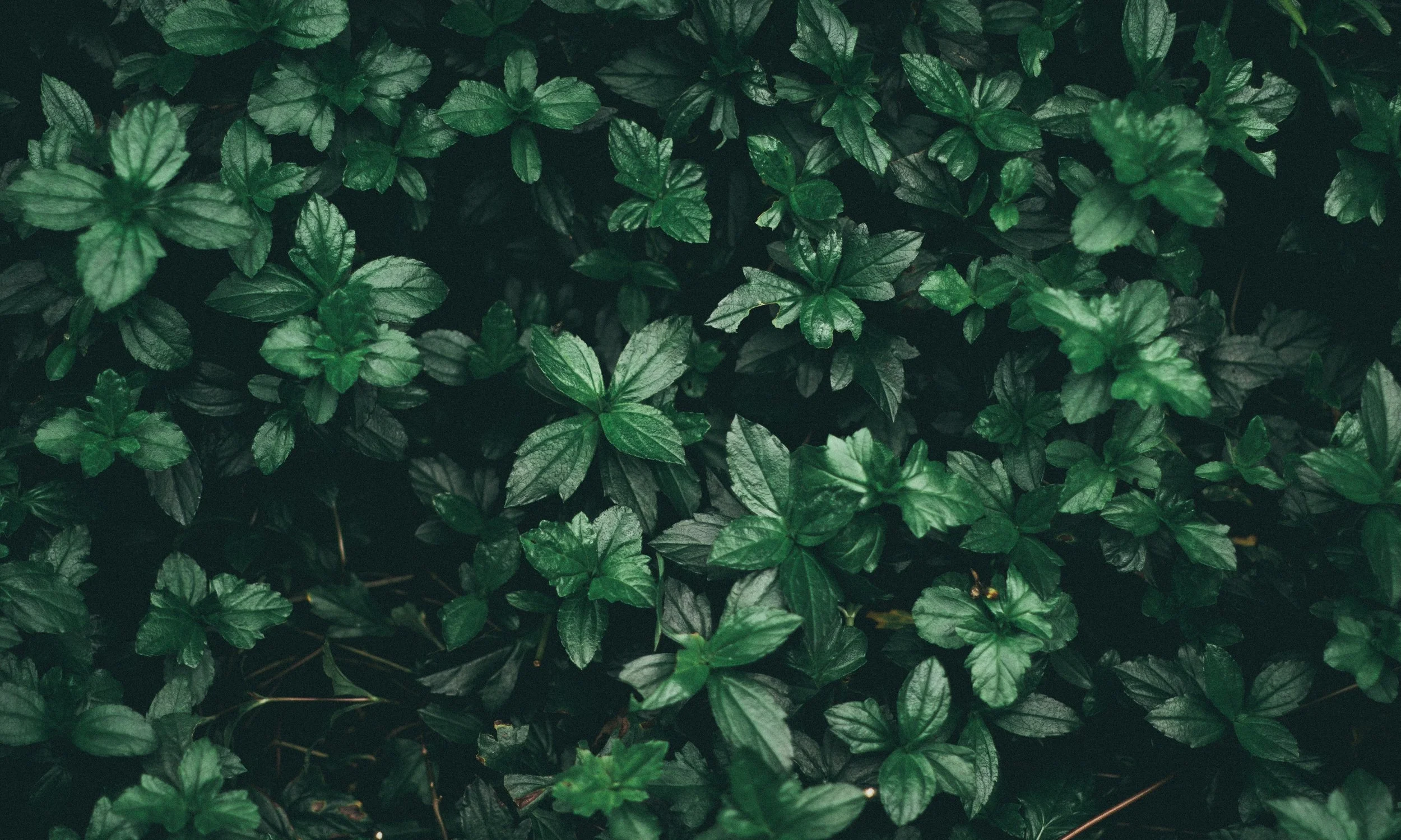 close-up-color-cool-wallpaper-808510.jpg
