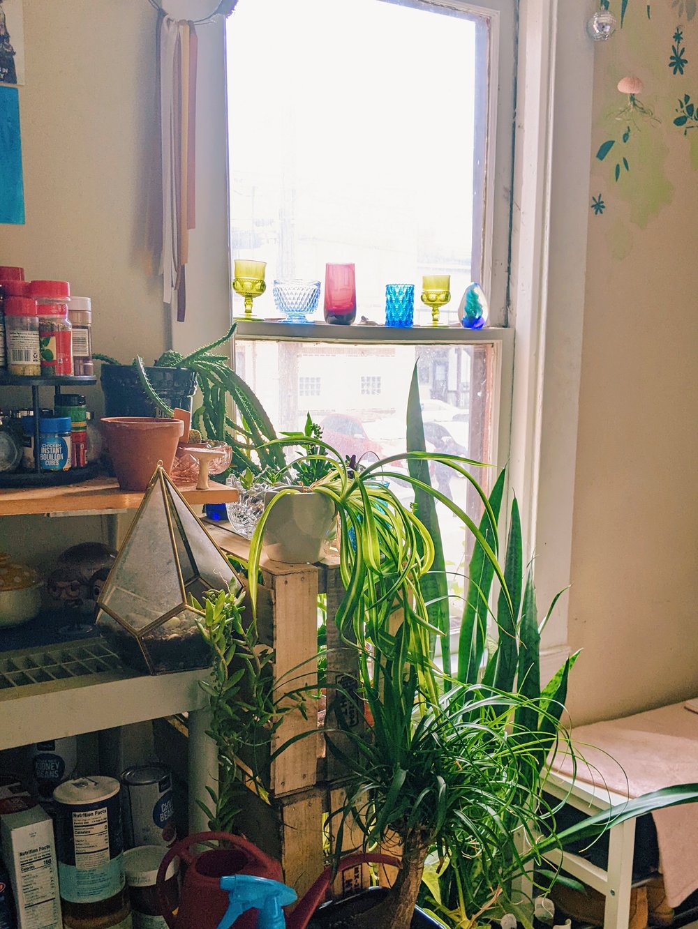 kitchen window angle of plants