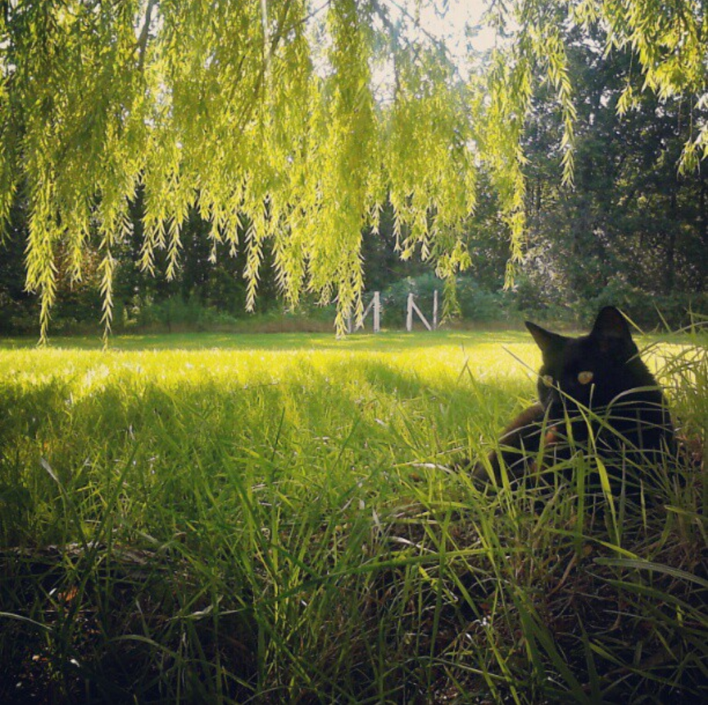 My cat under the willow tree