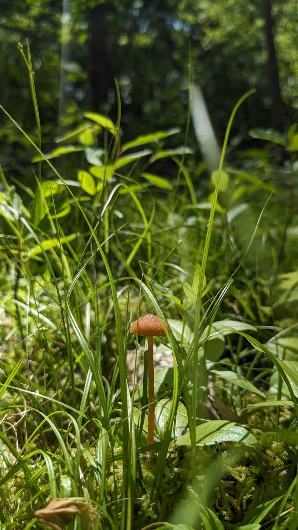 mushroom_minneapolis_mycology_minnesota_tiny_toadstool.jpg