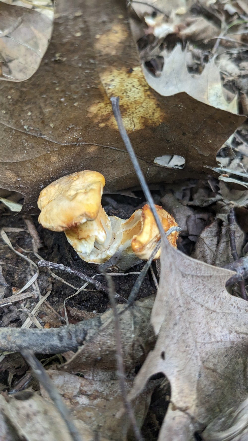 minnesota_mushrooms_afton_hiking.jpg