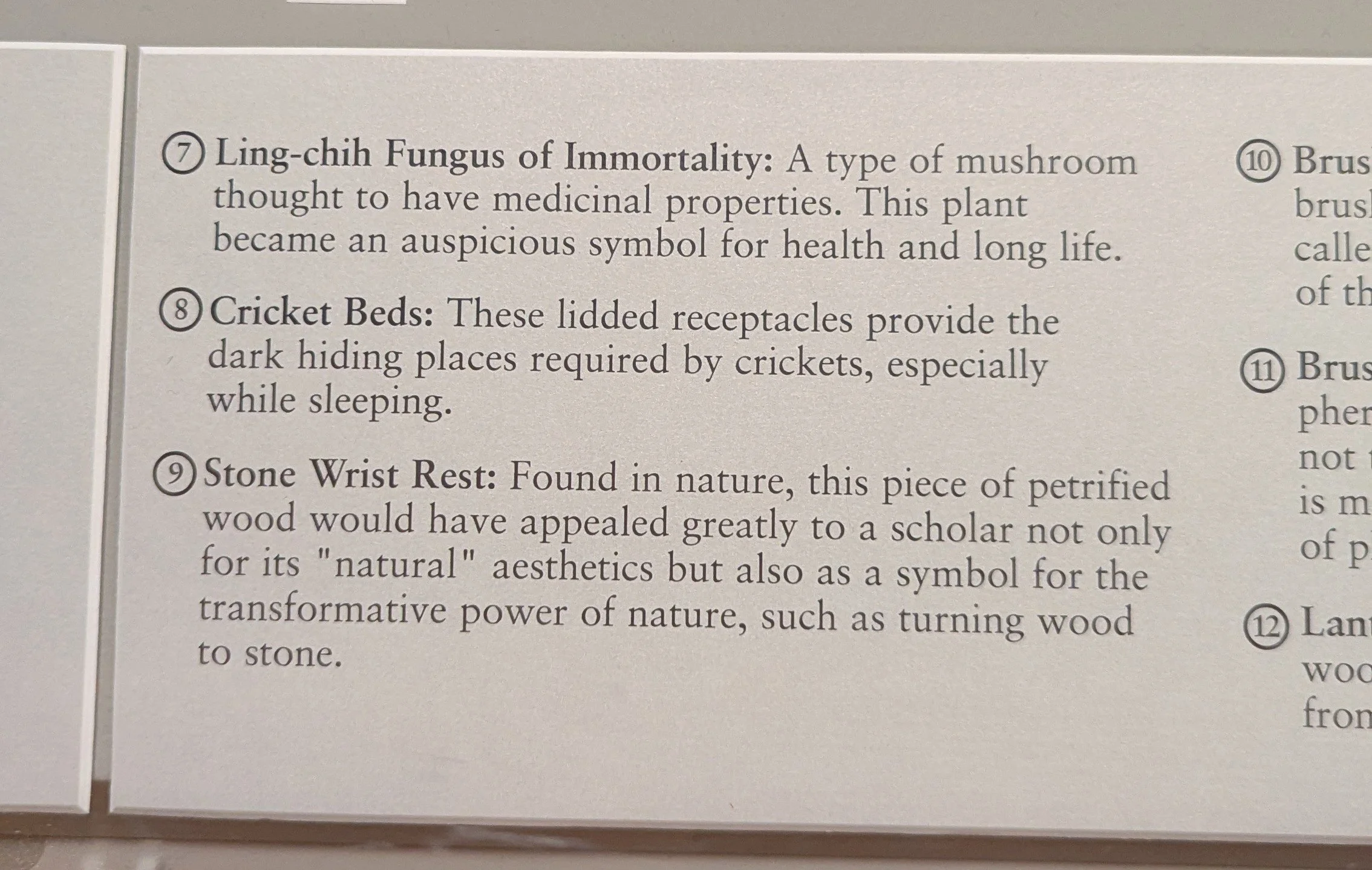 the fungus plaque