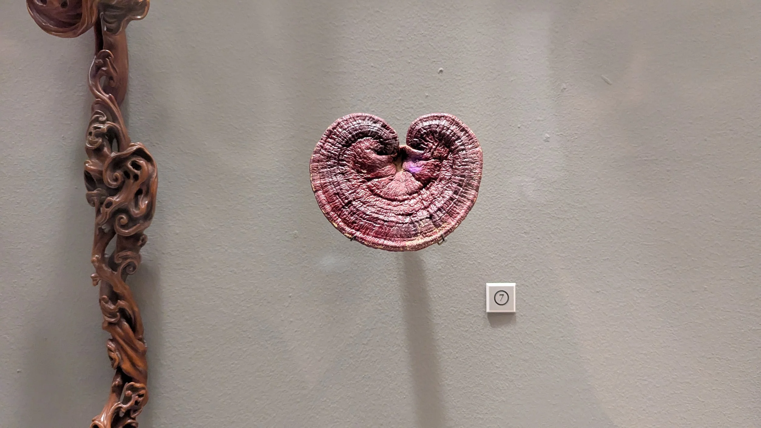 Fungus of Immortality