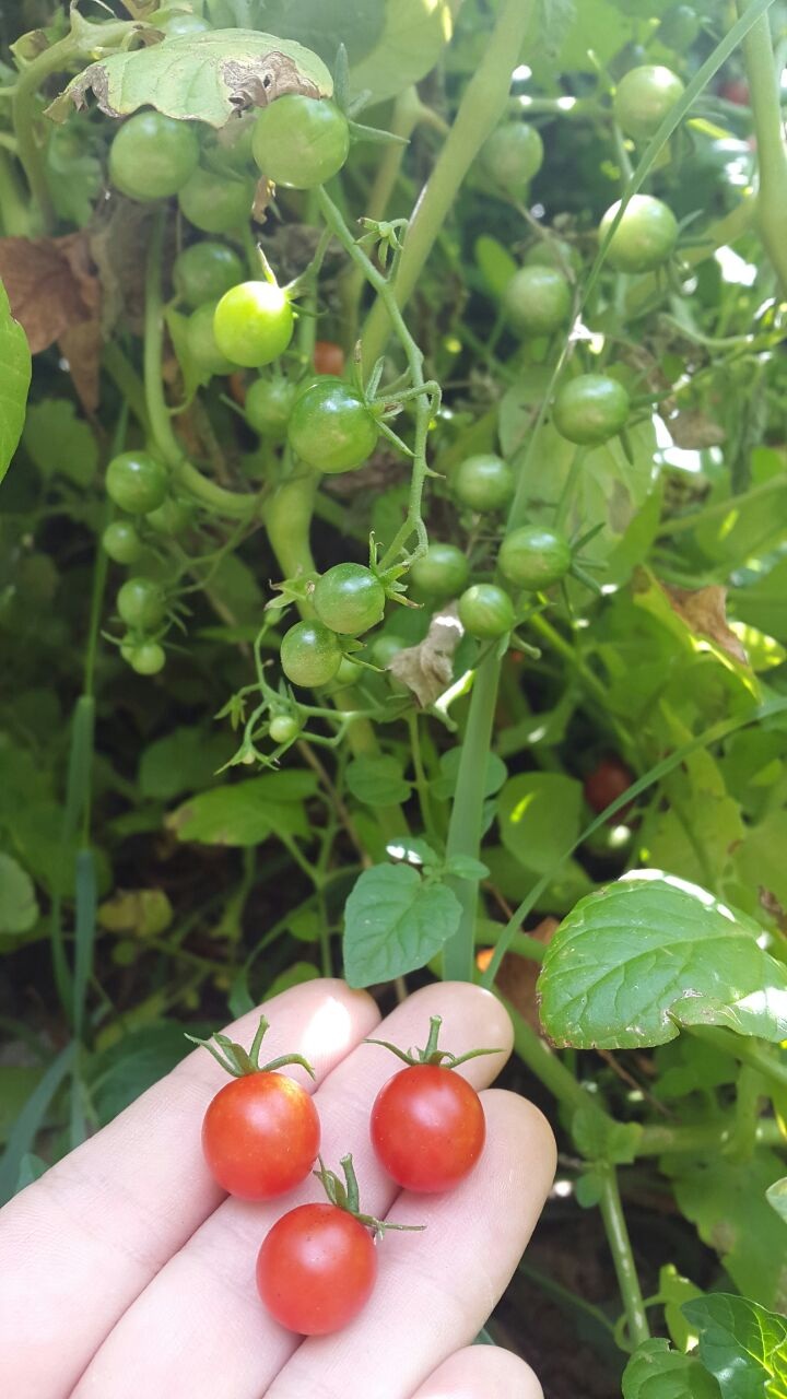 Kleine freiland Tomaten wachsen hier 