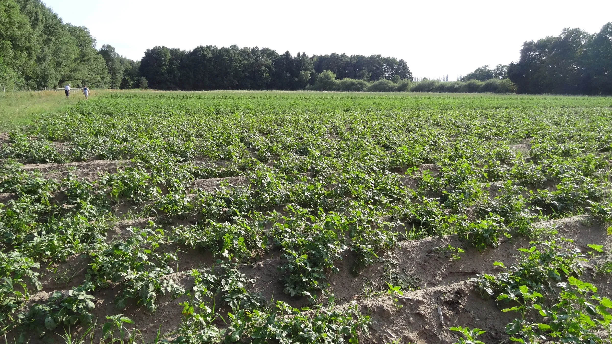 Kartoffelacker Alter Acker.webp