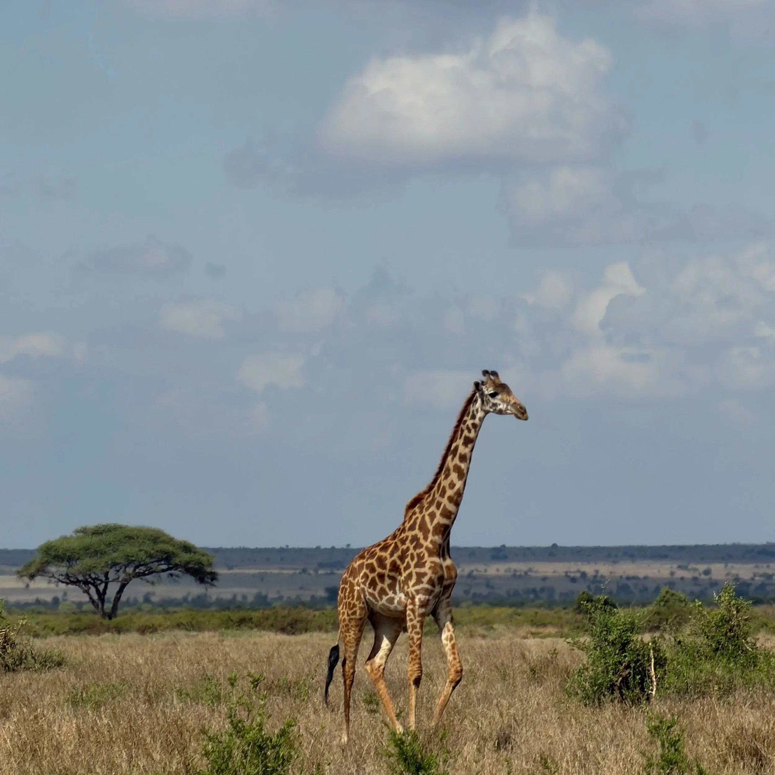 Kenya &amp; Tanzania