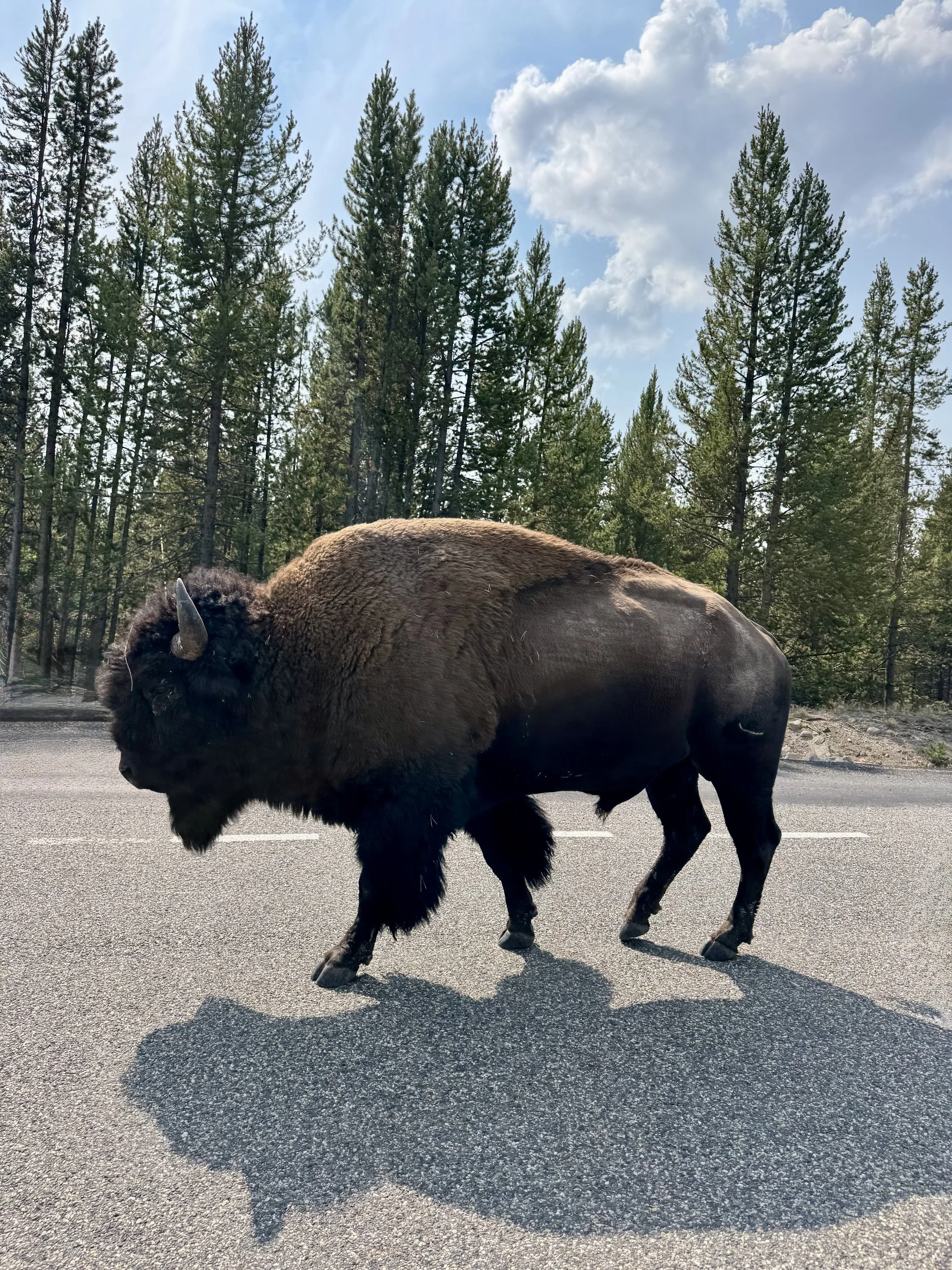 Yellowstone National Park Guide