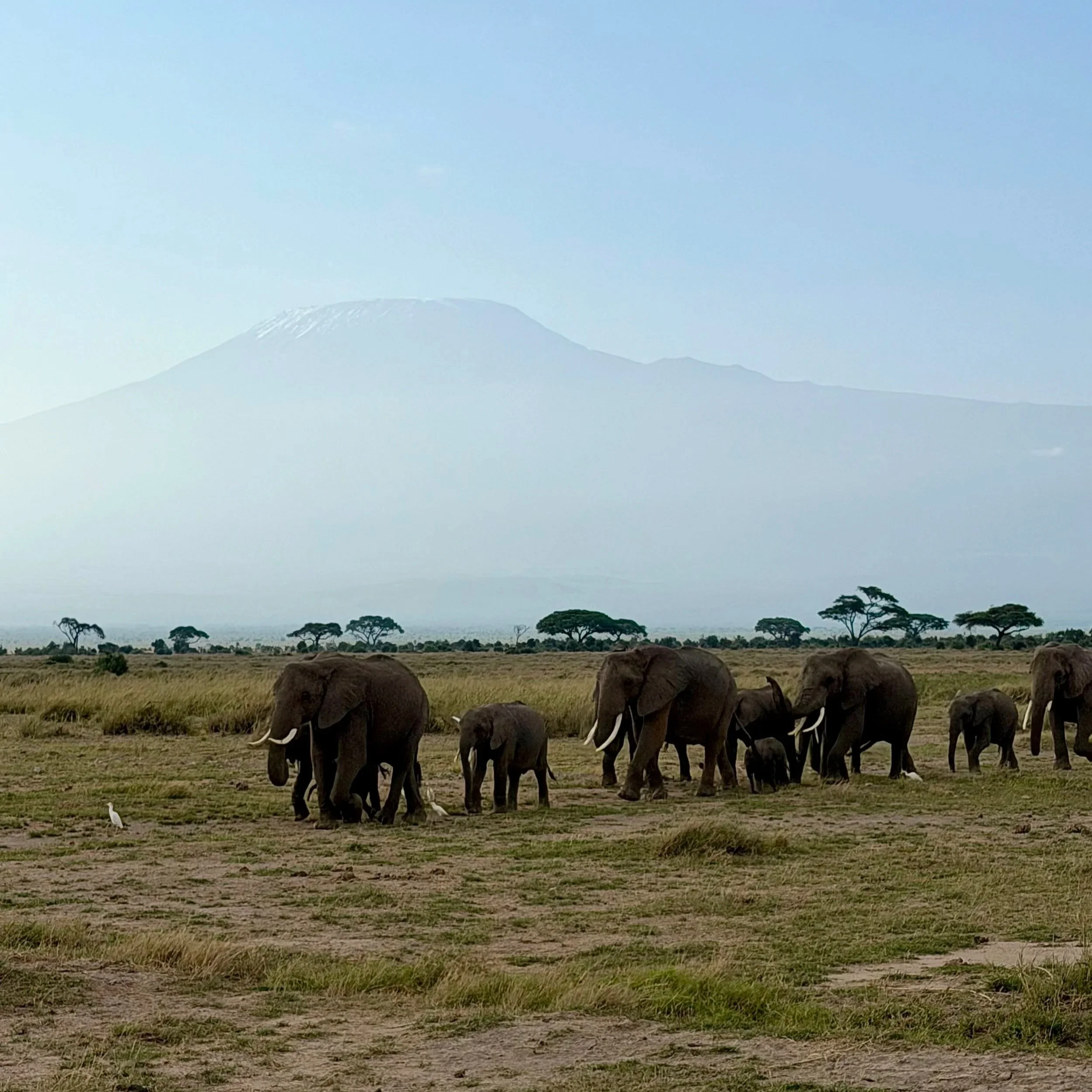 Amboseli National Park