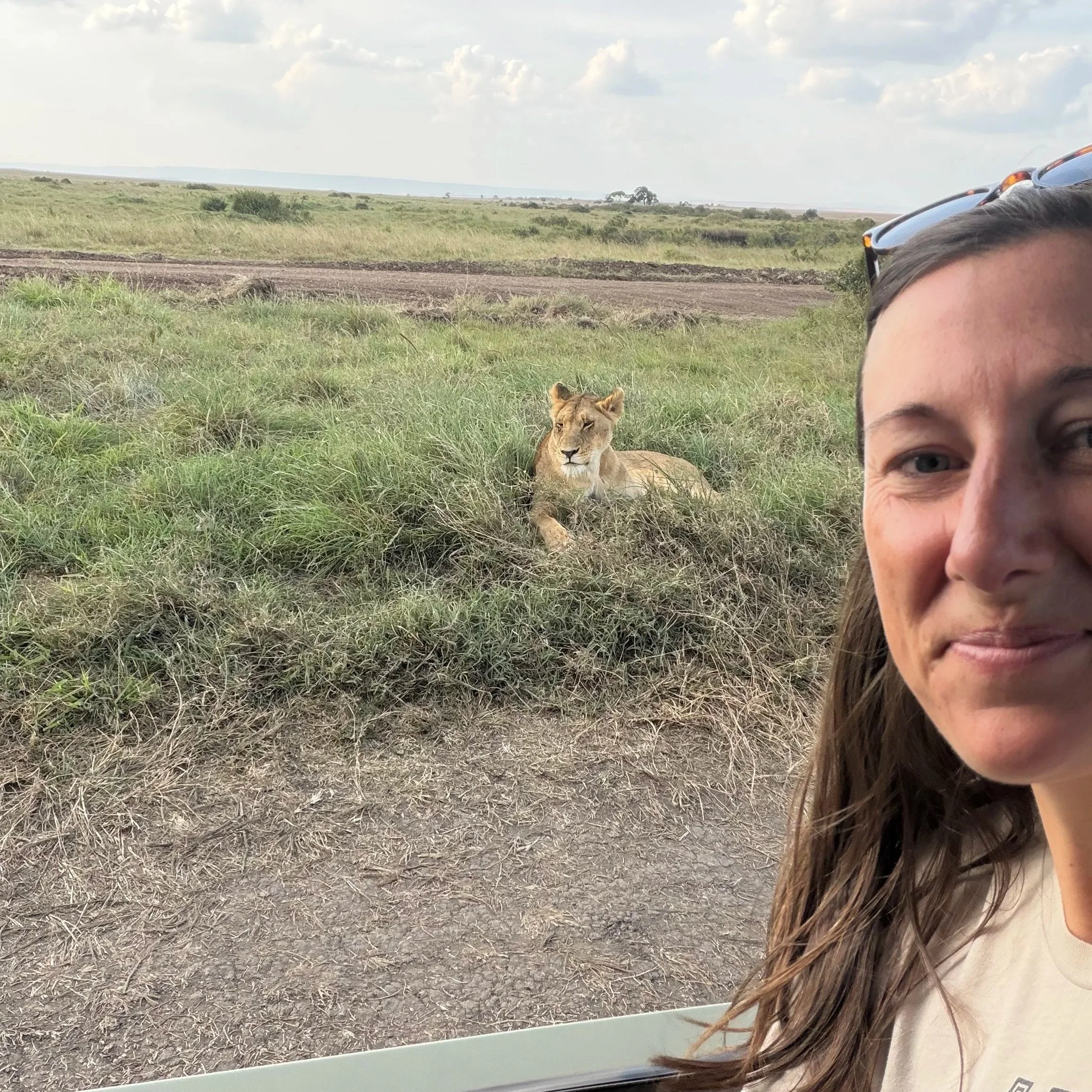 Lion Maasai Mara National Park