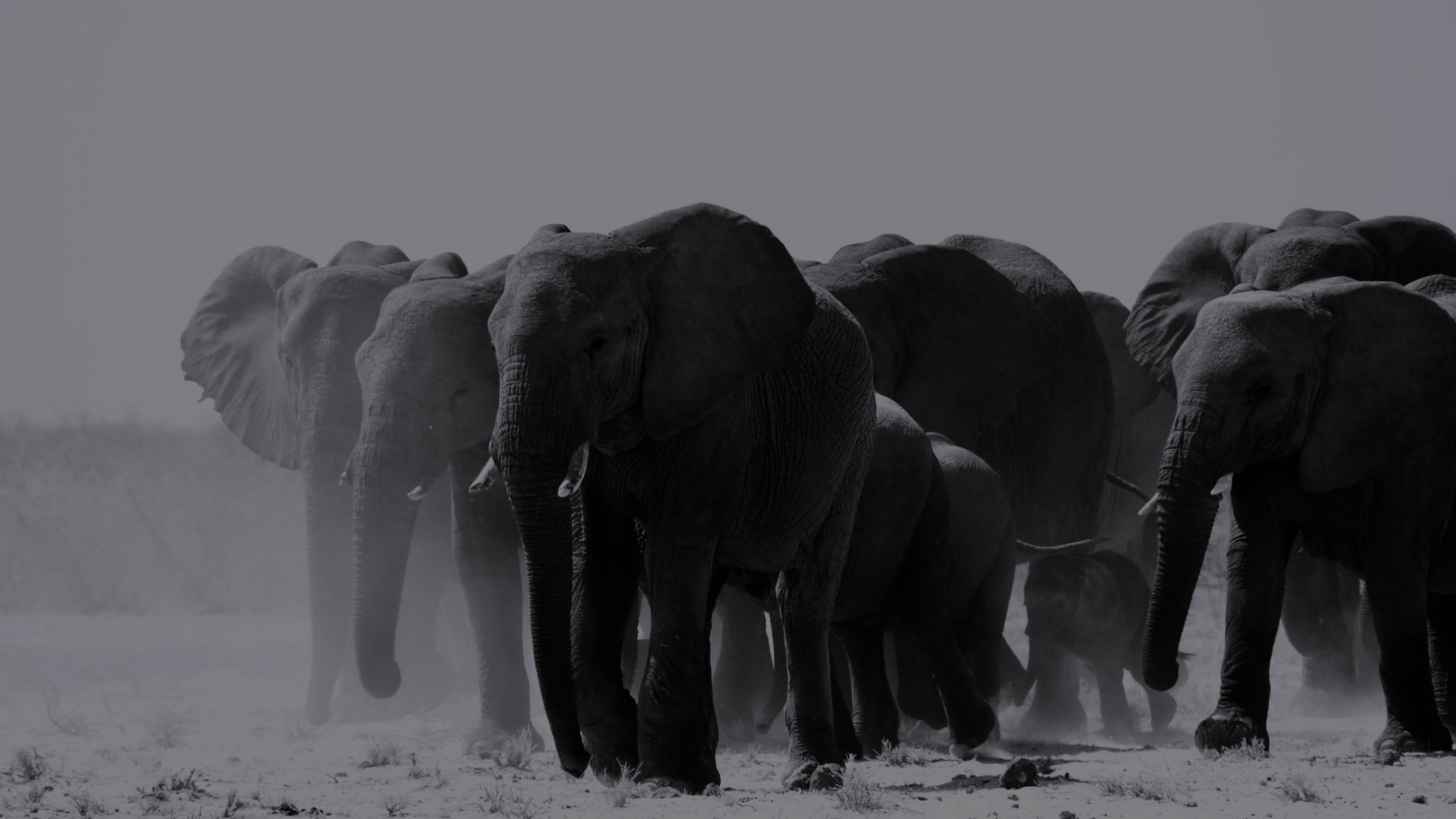 Elephant slider page News.png