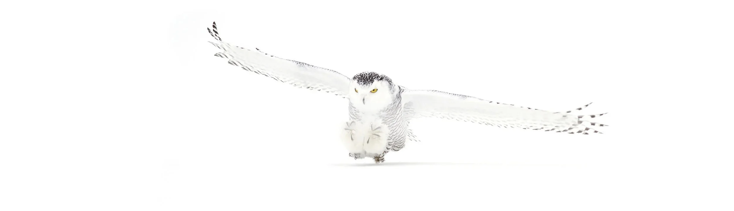 Owl_Our Team_Owlegal_800.jpg